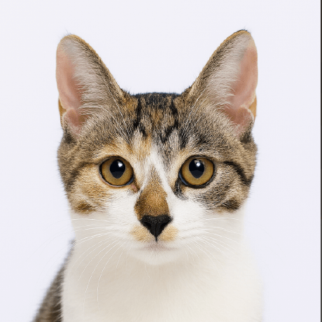 Github Seanwong17 Image Deduplicator - Best Mountain Arts in 4K