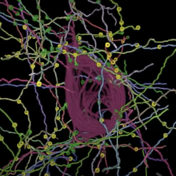 Cai University Github - Desktop Vintage Illustrations for Desktop