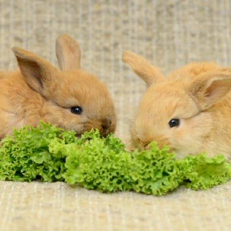 Andersloren Anders Lor N Github - Premium Mountain Texture Gallery - Ultra HD