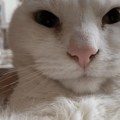 Whitehusky Carlen White Github - Ultra HD Abstract Illustration - Retina