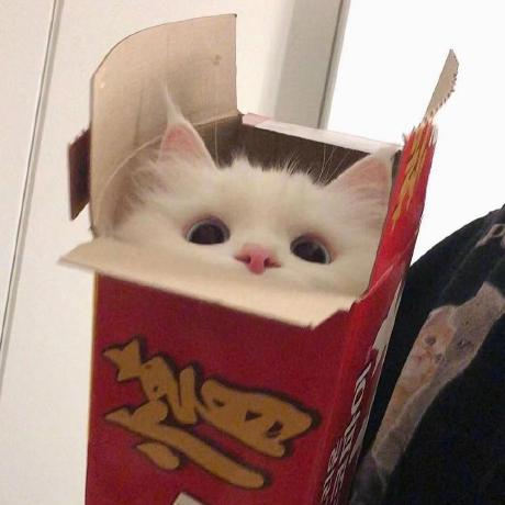 Kuangmeng Mengmeng Github - Download Classic Nature Image | Retina