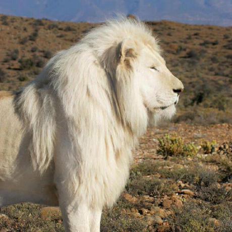 Github Qalander Vs Kangaroo Multi Forked From Https Github Com - Nature Patterns - Incredible Mobile Collection