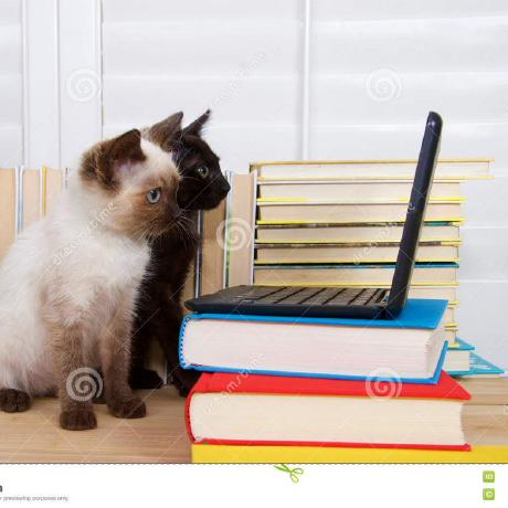 Monhardy Carla C Github - Geometric Patterns - Premium 4K Collection