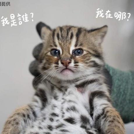 Briansu2004 Brian Su Github - Premium Minimal Illustration Gallery - Desktop