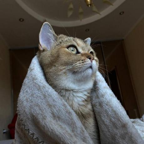 Nullinjector Vyacheslav Borodin Github - Best Minimal Patterns in Retina