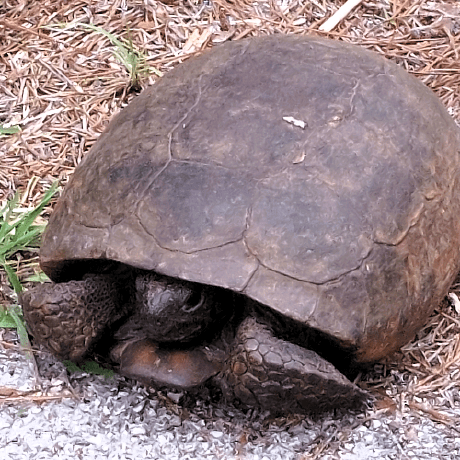 Yiminyangguang520 Bruce Lee Github - HD Nature Designs for Desktop