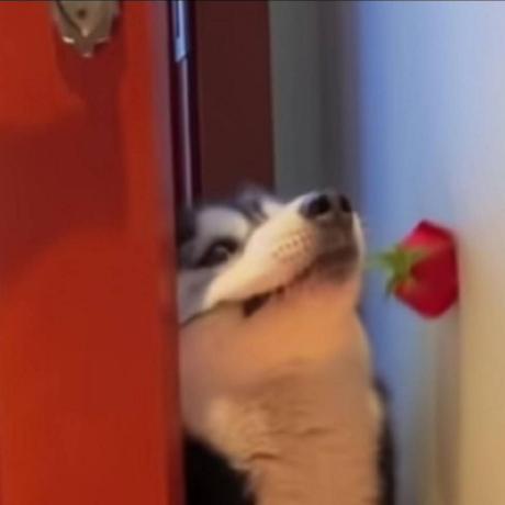 Bing U Bing Github - Landscape Pattern Collection - Ultra HD Quality