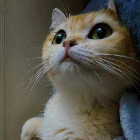 21000 Lwy Github - Premium Geometric Illustration Gallery - Full HD