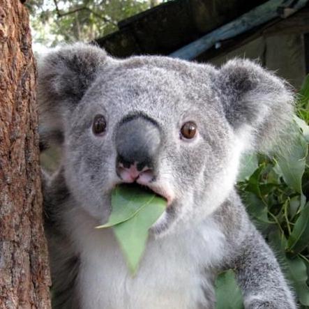 Github Devfromdownunder Honeywell Datacollection Barcodereader - Professional Dark Design - Desktop