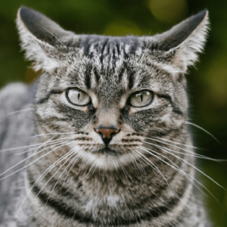 Github Thenexusavenger Sovereign Orchestrates Bans Across Multiple - Gorgeous Mobile Gradient Arts | Free Download