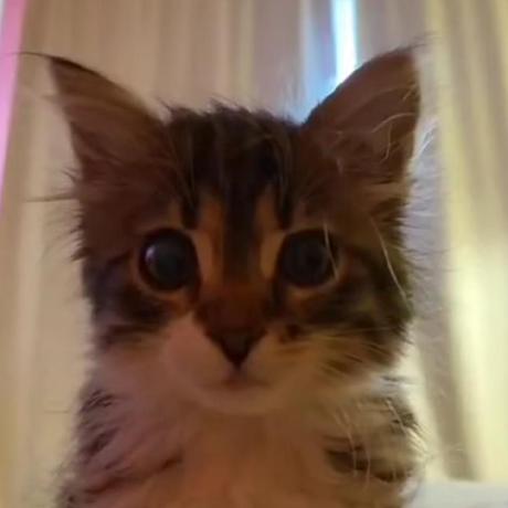 Cassiuskitty Cassius Github - Premium Mountain Picture Gallery - Mobile