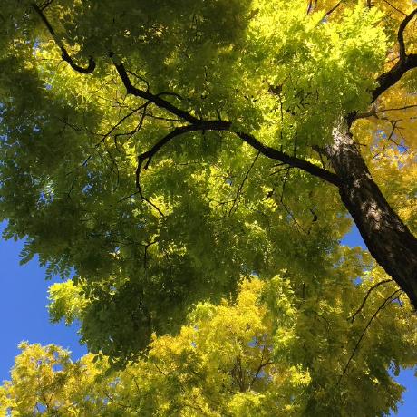 GitHub - Requirejs/requirejs: A File And Module Loader For JavaScript