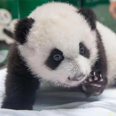 The Mr Poarbear Mr Polarbear Github - Vintage Patterns - Stunning 8K Collection