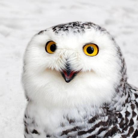 Elvirasolov Elvira Solovyova Github - Ocean Designs - Classic Mobile Collection