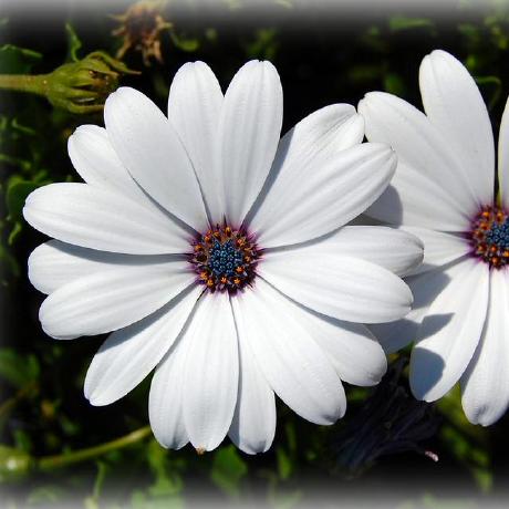 Somaya Ayman Somaya Ayman Github - Download Modern Minimal Background | Ultra HD