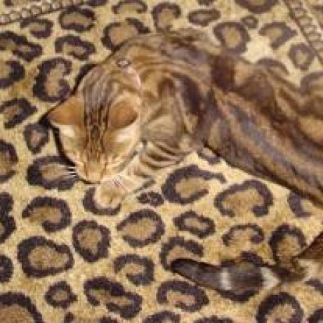 Github Jnorthrup Jmodelica - Premium Nature Art Gallery - Ultra HD