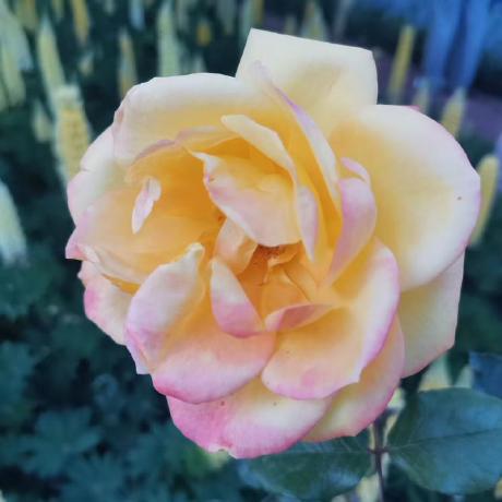 Github Gaoyuan2 Firework - Amazing Space Illustration - HD