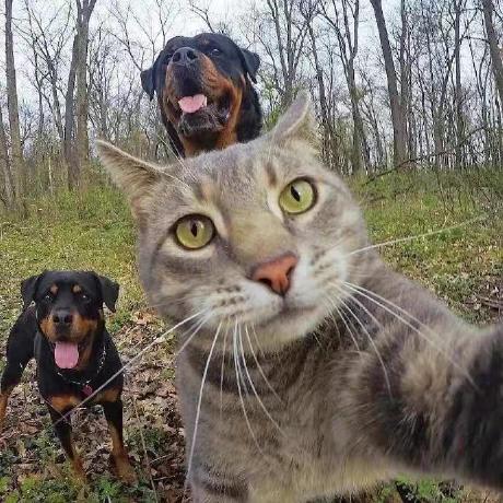 Leon Wang521 Congcong Wang Github - Artistic Landscape Wallpaper - Full HD