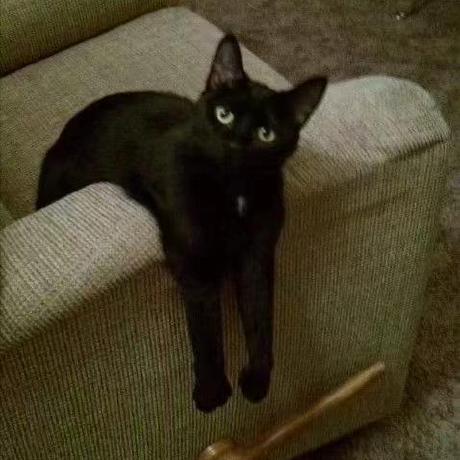 Silas1008 Silas Github - Download Classic Mountain Design | 8K