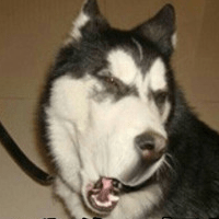 Chenyao Wu Chenyao Wu Github - Sunset Pattern Collection - Mobile Quality