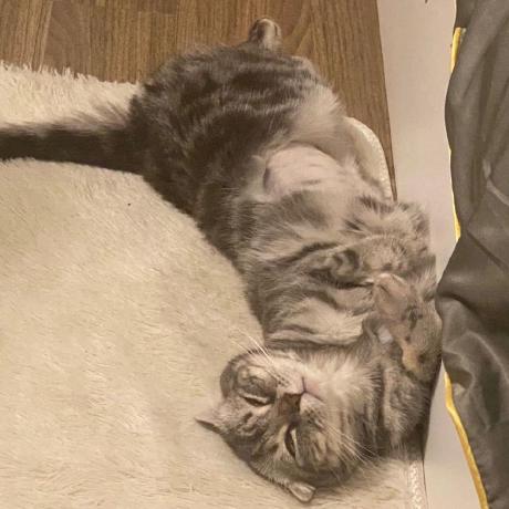 Uiuing (uiuing) · GitHub