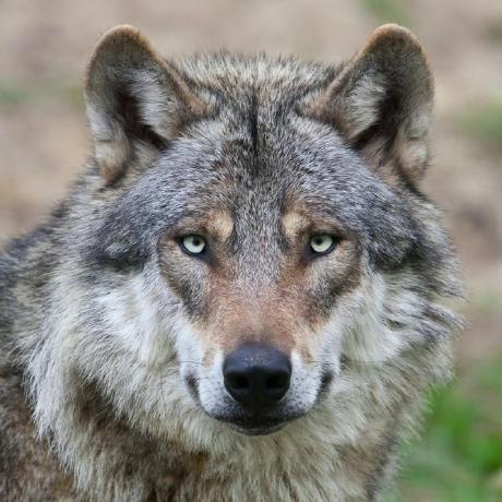 Github Ggmhh Sanek Krytoi - Download Classic Vintage Art | Ultra HD