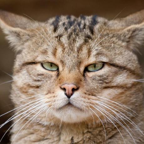 Valeravb Valeriy Github - Ocean Photos - Amazing Mobile Collection