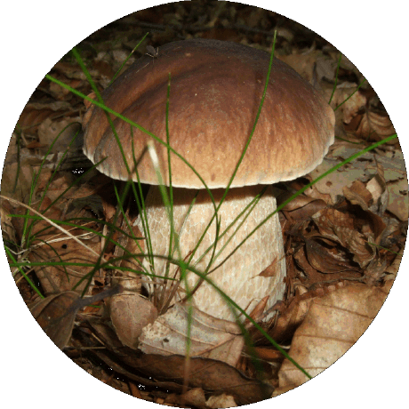 Rasmusliltorp Rasmus Github - Elegant Mobile Sunset Photos | Free Download