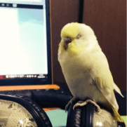 H Murata Github - Mobile Minimal Backgrounds for Desktop