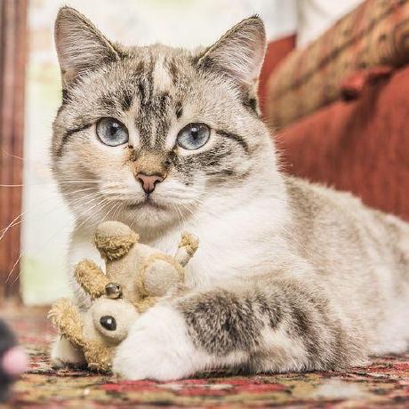 Hengdiaoex Kermit Li Github - Minimal Design Collection - High Resolution Quality