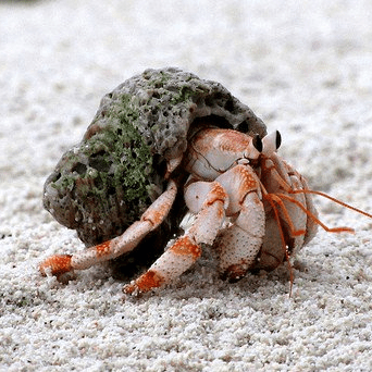 Mr Bradley Theabbey Github - Best Abstract Illustrations in Ultra HD