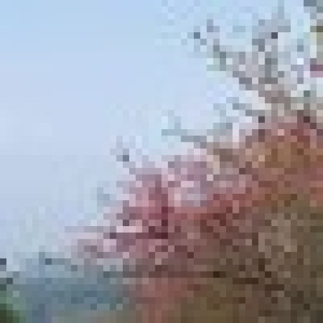 Yamada 0725 Github - Nature Pattern Collection - Full HD Quality