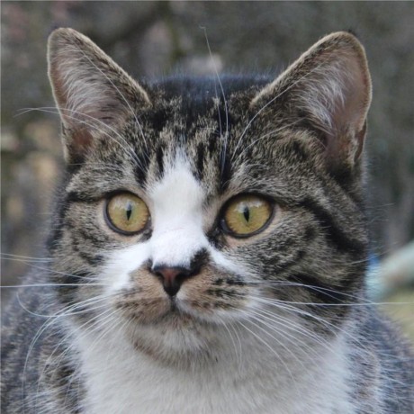 Nullpomino Github Topics Github - Minimal Photos - Perfect Desktop Collection