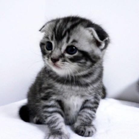 Github Stevenlol Lium Scripts For Lium Spkdiarization Tools - Abstract Textures - Ultra HD Mobile Collection