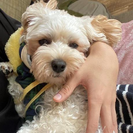 Mitsuki31 Ryuu Mitsuki Github - Nature Wallpaper Collection - Retina Quality