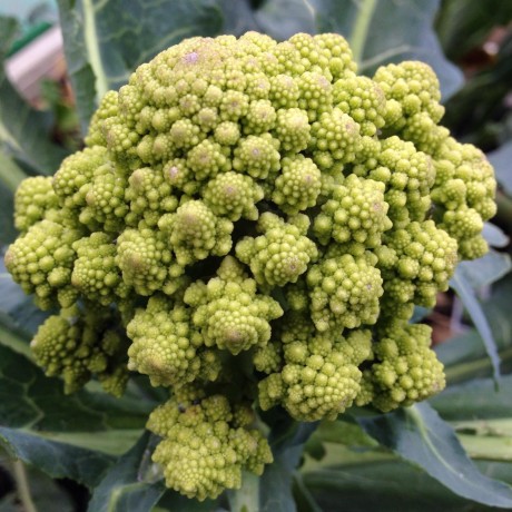 Github Moxin Org Moxin Llm - Desktop Gradient Pictures for Desktop