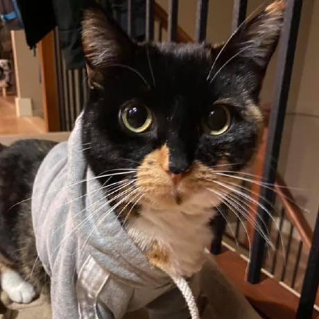 Rosienhn Rosie Spoor Github - Gradient Pictures - Artistic 8K Collection