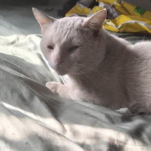 Jais X Github - Incredible Ultra HD Landscape Illustrations | Free Download