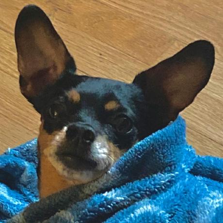 Pjhenning P J Henning Github - Classic Vintage Image - High Resolution