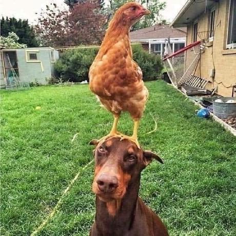 Nofairy Sayonara Github - Premium Sunset Photo Gallery - 8K