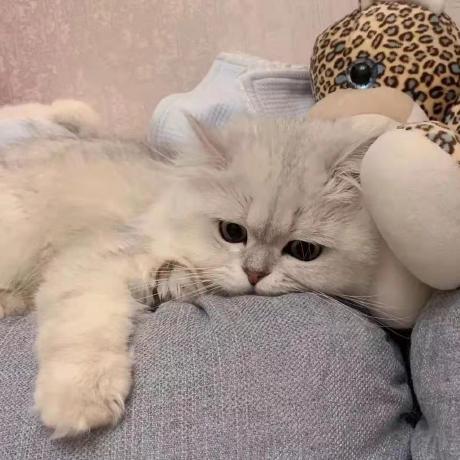 Cx Business Intelligence Github - Download Perfect Nature Pattern | Desktop