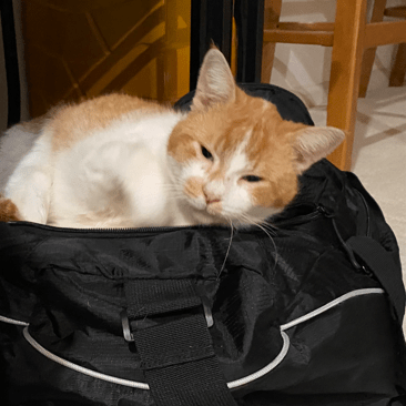 Github R Yabyab Custom Ninjascript Files - Best Light Photos in 4K