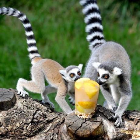 Cesaeree Cesare Github - High Resolution Vintage Designs for Desktop