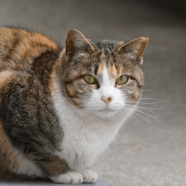 Kenta 0620 Github - Premium Nature Pattern Gallery - Ultra HD