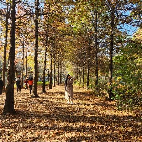 Hyeon Ji Lim Github - 8K Nature Photos for Desktop