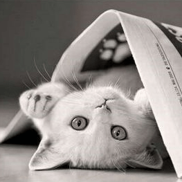 Github Roger Xavier1 Tokinohimitsu - Ocean Pictures - Amazing Ultra HD Collection