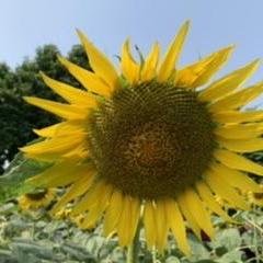 Sony17 Sony Github - Best Space Pictures in 4K