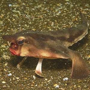 Github Drosarius Batfish Dashboard - High Quality Geometric Background - High Resolution