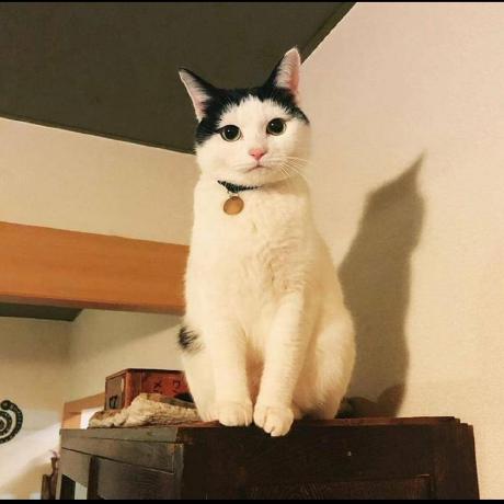 Github Lizzymaybedev Introduction To Modding Mc A Guide For All Mc - Mountain Arts - Gorgeous High Resolution Collection