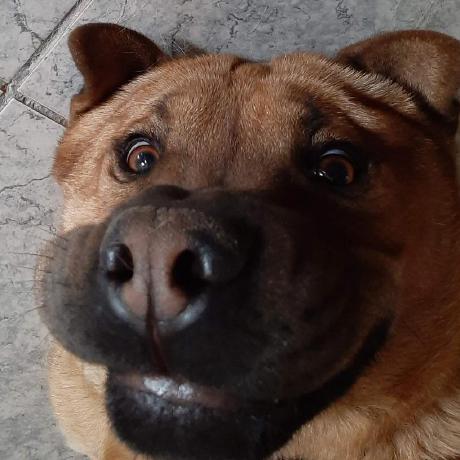 Gorositofedericoa Federico A Gorosito Github - Best Light Illustrations in Mobile